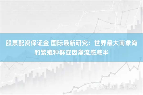 股票配资保证金 国际最新研究:世界最大南象海豹繁殖种群或因禽流感减半